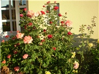 1bfb6869-Picture 3237.jpg